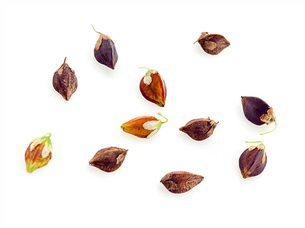 istock Buckwheat groats. Seeds isolated on white 474296539