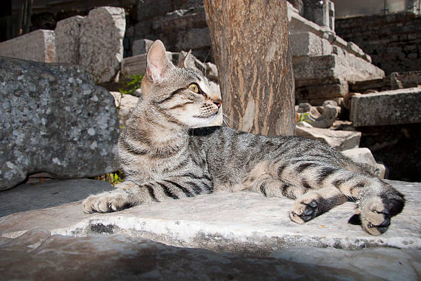 istock Lovely Domestic Pussy Cat 474297889