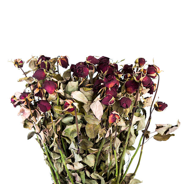 istock Dried rose isolated on white background 474297995