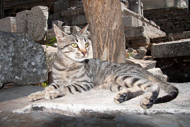 istock Lovely Domestic Pussy Cat 474298005