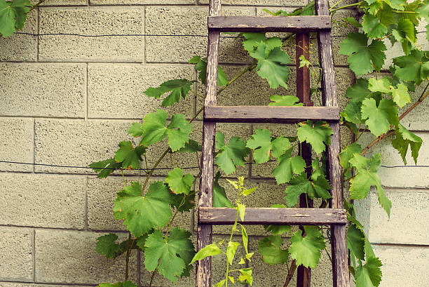 istock Stepladder laying above the wall in vineyard 474298196