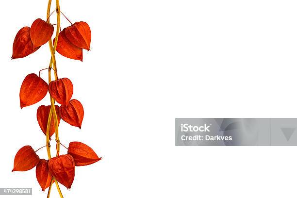 Las Linternas Chino Aislado Foto de stock y más banco de imágenes de Flor - Flor, Otoño, Fondo blanco