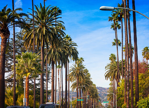 istock Beverly Hills street with palm trees 474298701