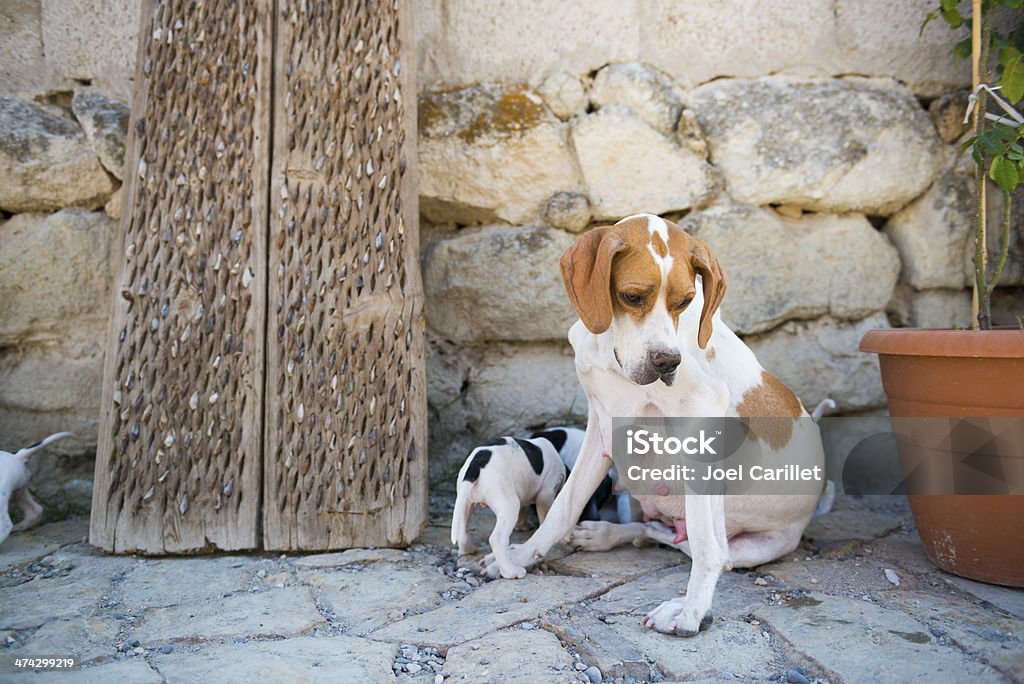 mama-Hund mit Hunden vor zu Hause im Göreme, Türkei - Lizenzfrei Asien Stock-Foto