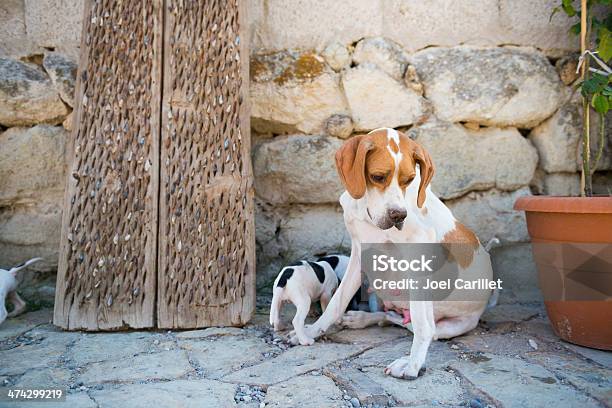 Mama Cane Con I Cuccioli Allaperto Casa In Goreme Turchia - Fotografie stock e altre immagini di Ambientazione esterna