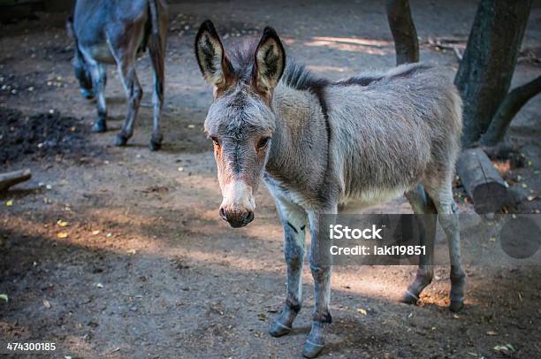 Donkey Stock Photo - Download Image Now - Animal, Animal Hair, Animal Wildlife