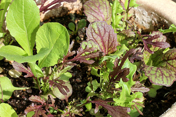 istock Full frame green and purple springtime lettuce mix 474302042