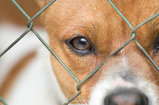 Dog behind wire mesh Close up of dog's face behind wire mesh sad dog shelter stock pictures, royalty-free photos & images
