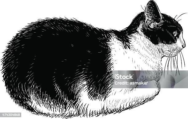 Kucing Domestik Hitam Dan Putih Ilustrasi Stok - Unduh Gambar Sekarang
