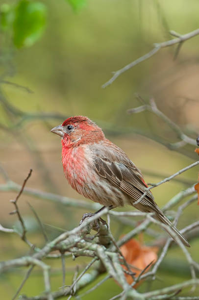 istock House Finch (Linnet) 474305500