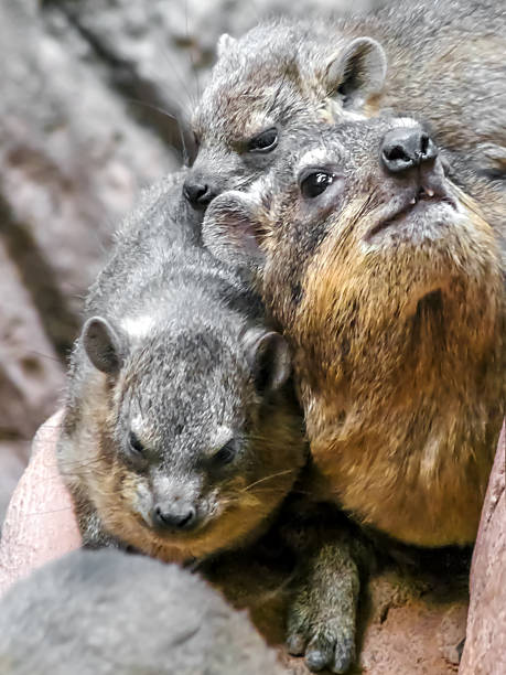 Cape Procavia https://farm8.staticflickr.com/7359/16296725580_d686dde124_o.jpg hyrax stock pictures, royalty-free photos & images