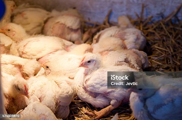Chicken In Barn Stock Photo - Download Image Now - 2015, Agriculture, Animal