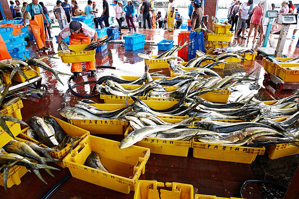 Pucusana, Peru - January 20, 2015: Freshly caught tuna in containers at the dockside. Men in waterproofs are pictured carrying the fish in containers