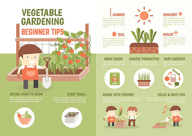 infographic how to grow vegetable beginner tips infographic for kids about how to grow vegetable beginner tips kids gardening stock illustrations
