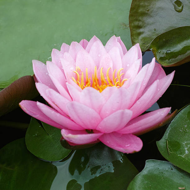 istock water lily,lotus flower 474313222