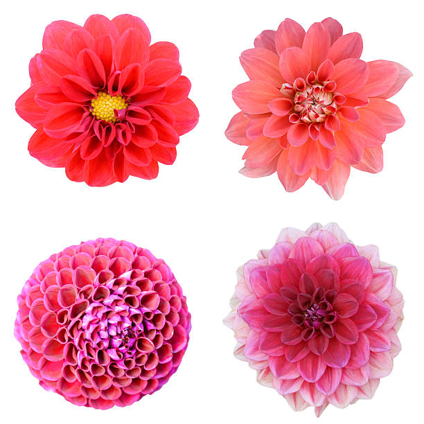 istock collection dahlia flowers 474316318
