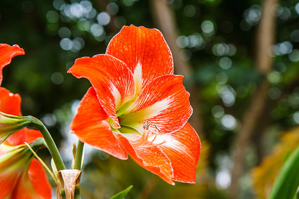 Hippeastrum in the garden