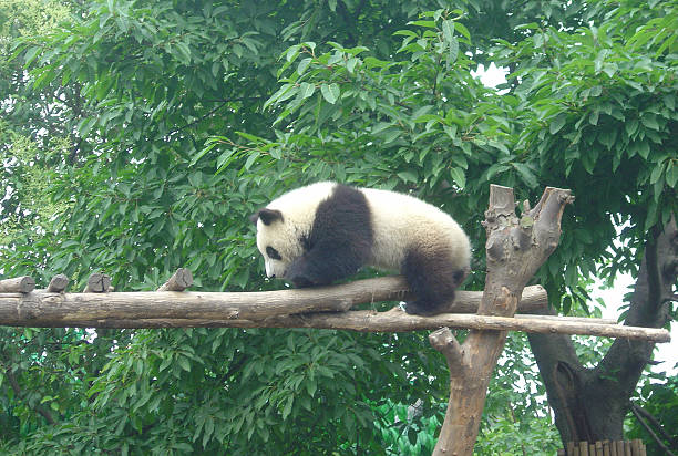 istock Panda Cub in Chengdu, China 474316881