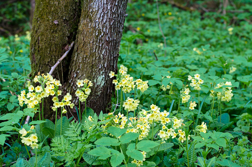 yellow primrose in green meadow