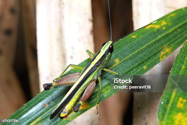 Grasshopper In Nature Stock Photo - Download Image Now - 2015, Animal, Animal Antenna