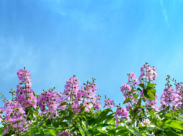 istock Flowers Against The Sky 474317346