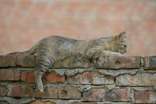 cat lies on a brick fence on the background of a brick wall