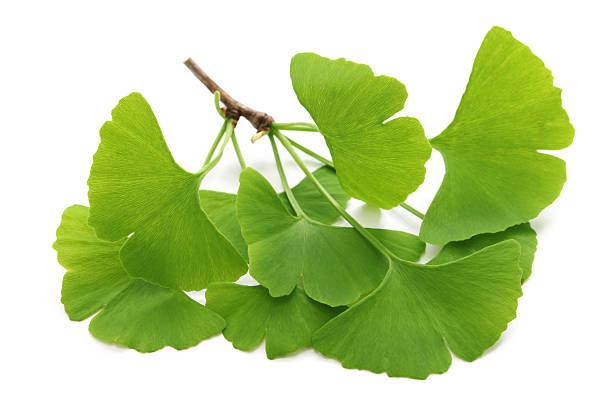 ginkgo biloba blätter - gingko stock-fotos und bilder