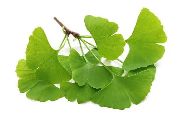 ginkgo biloba leaves isolated on white background