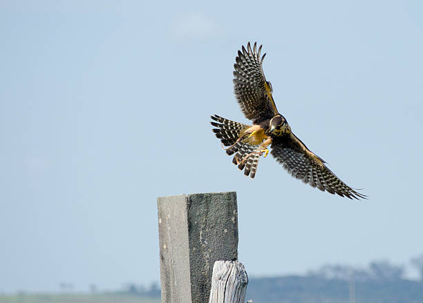 Falcon almost perch stock photo