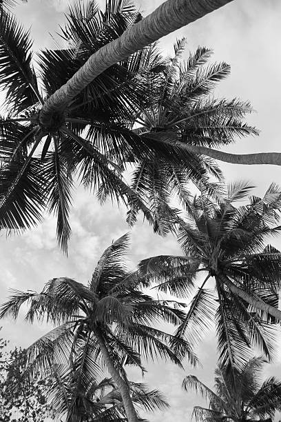 Caribbean coast - Bathsheba, Barbados