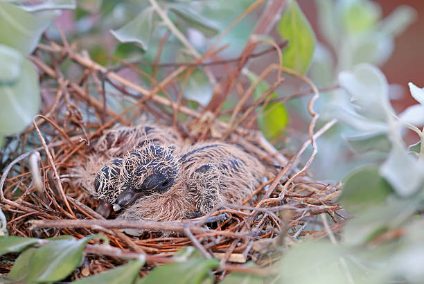 Turtle dove in a cage