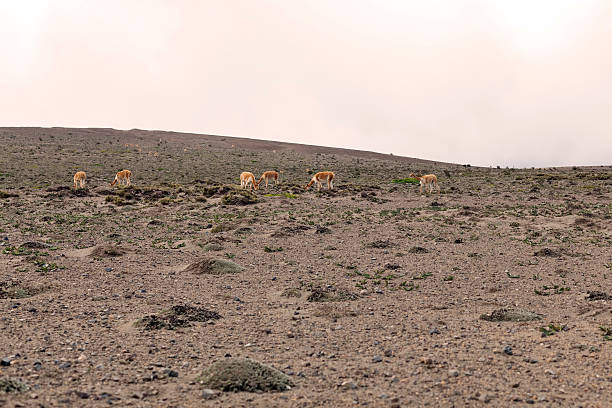 istock Family Group Of Vicuna 474320330
