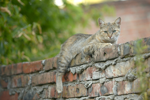 cat sitting on a fence on a background of green foliage