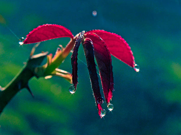 Dewdrops on a rose Leaves during winter