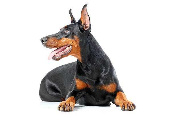 istock Lying playful dobermann pinscher on isolated white background 474321754