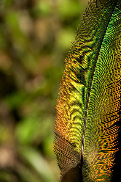 istock Quetzal's green and golden feather 474321780