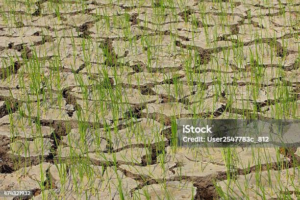 Cracked Of Rice Field Stock Photo - Download Image Now - 2015, Agricultural Field, Agriculture