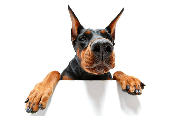 istock Close up of climbing doberman pinscher 474322288