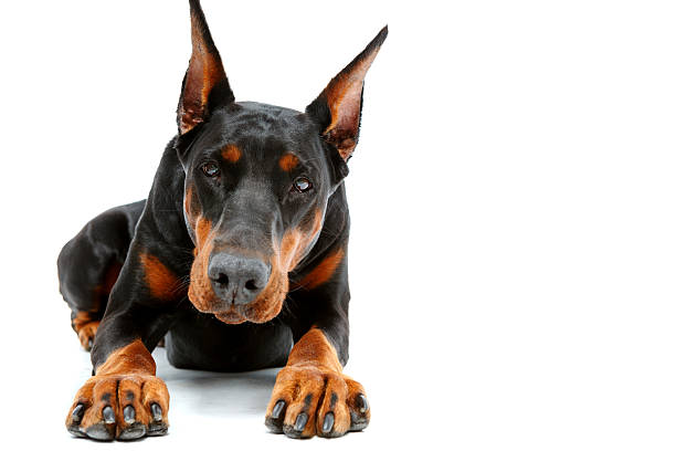 istock Portrait of lying doberman pinscher 474322292