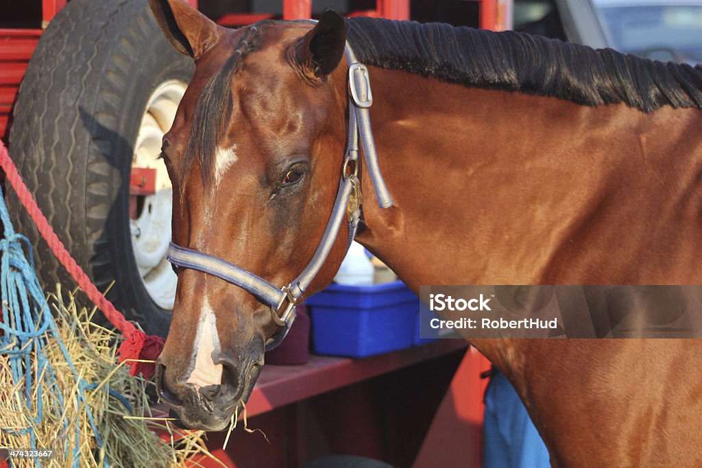 Brown horse eating hay by red trailer Brown horse eating hay by red trailer at horse show in Midwestern United States on August summer night. Animal Stock Photo