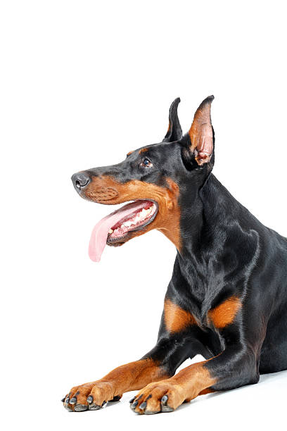 istock Lying playful dobermann pinscher on isolated white background 474324514