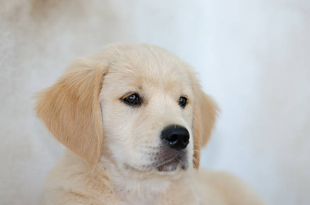 istock Golden retriever puppy 474324547