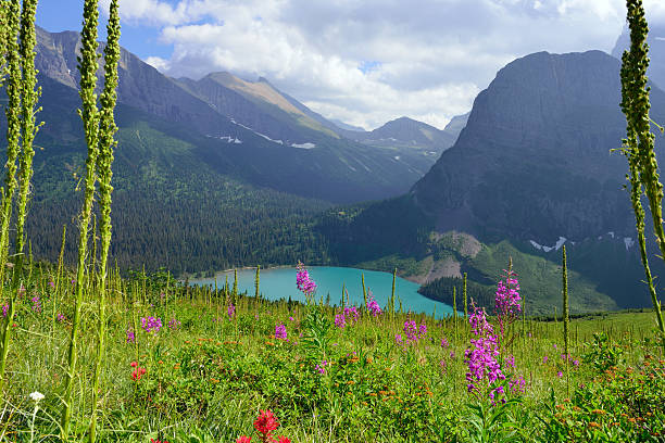 istock wild flowers on the trail to Grinnell Glacier 474326018