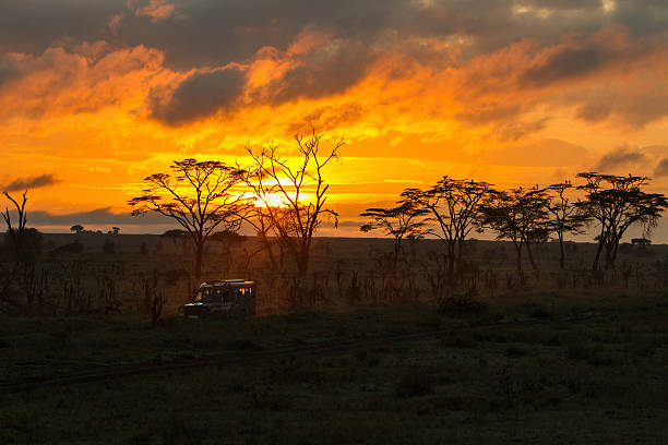 istock Morning safari drive 474326046