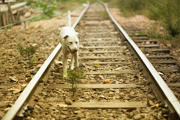 istock The vagrant dog along the railway line 474326564