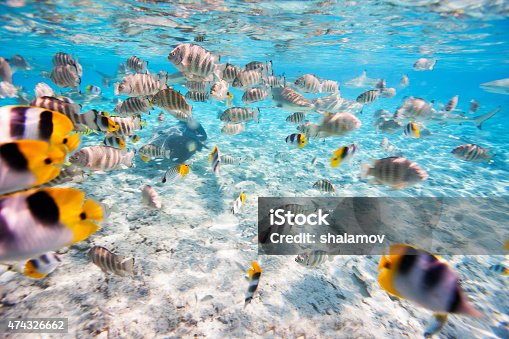 istock Butterfly fish 474326662