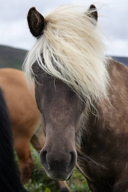 istock Iceland. Vatnsnes Peninsula. Icelandic horses. 474328527