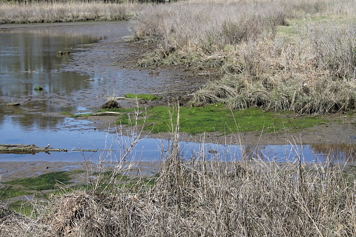 Residue of algal bloom in tidal creek of Chesapeake Bay seen at low tide in brackish marsh habitat during early spring.  Excessive amount of algae can harm the ecosystem and often results from excessive nutrient runoff.