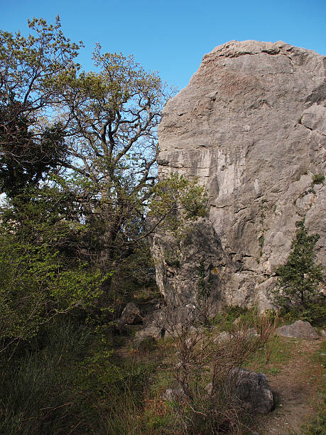 istock Trees in the Crimean mountains 474329115