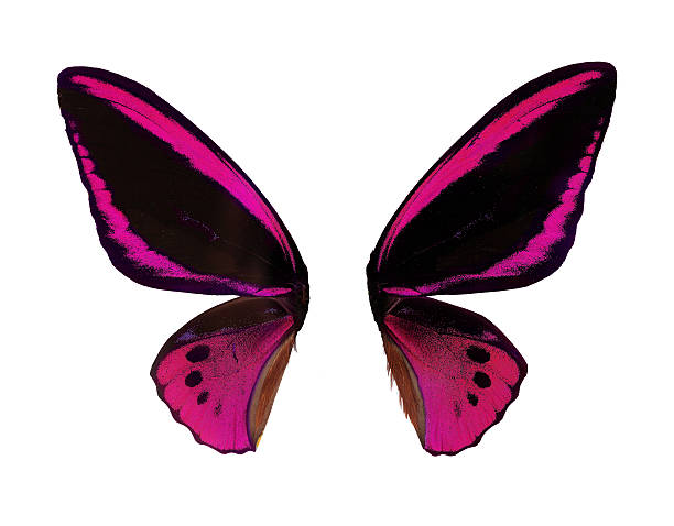 istock Wings Ornitoptera priamus. Pink Butterfly on white background 474329646